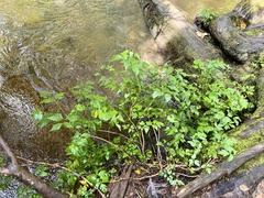 Xanthorhiza simplicissima