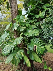 Epipremnum aureum