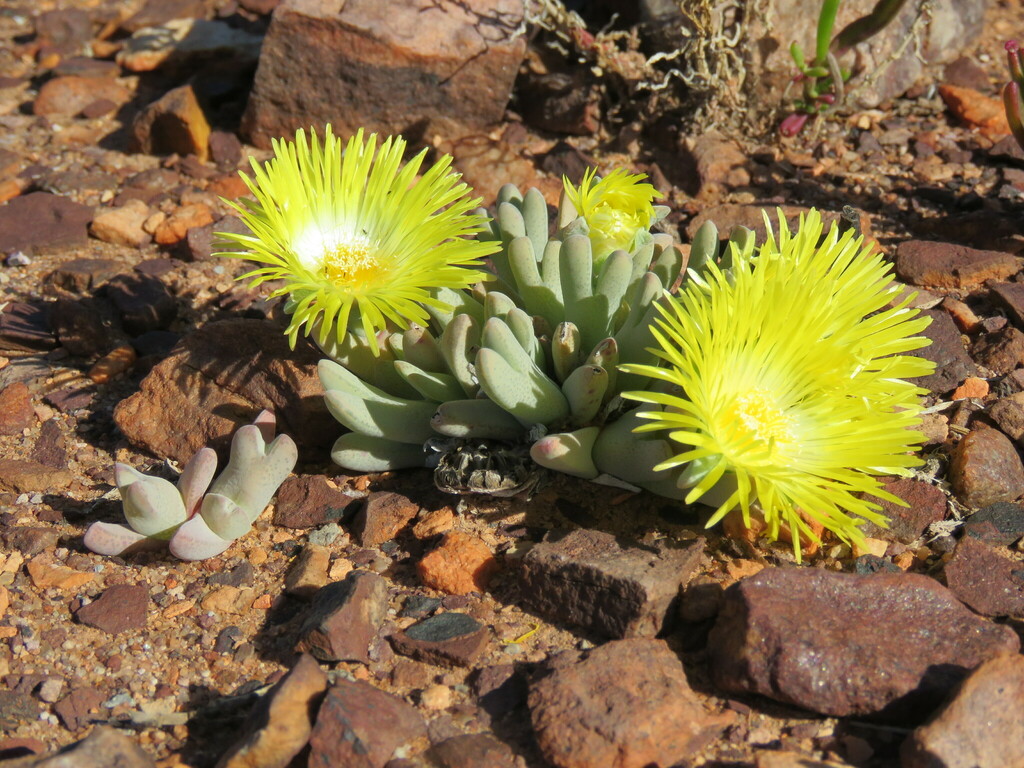 Cheiridopsis delphinoides