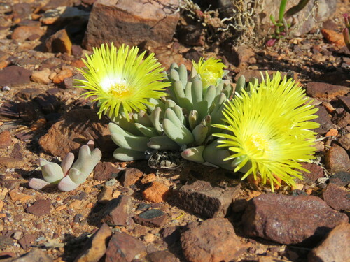 Cheiridopsis delphinoides