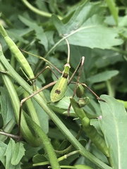 Anthophiloptera dryas