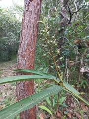 Alpinia