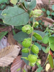 Phyllodium pulchellum