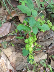 Phyllodium pulchellum