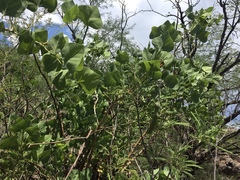 Erythrina flabelliformis