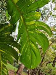 Epipremnum aureum