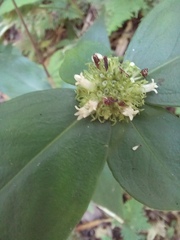 Hedyotis