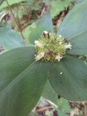 Hedyotis