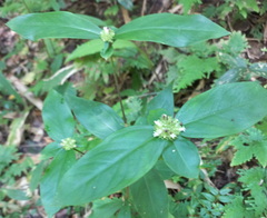 Hedyotis