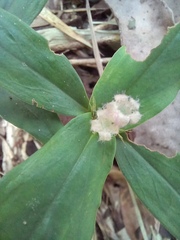 Hedyotis