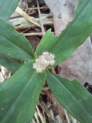 Hedyotis