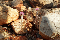 Ptilotus helipteroides
