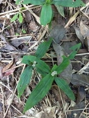 Hedyotis