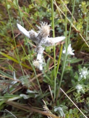 Leontopodium ochroleucum