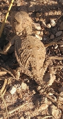Phrynosoma hernandesi