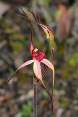 Caladenia fulva