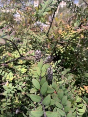 Melaleuca hypericifolia