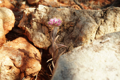 Ptilotus helipteroides