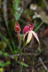 Caladenia fulva