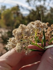 Baccharis salicifolia
