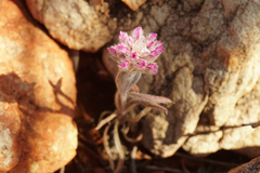 Ptilotus helipteroides