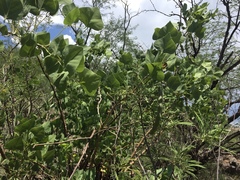 Erythrina flabelliformis