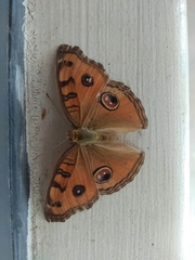 Junonia almana