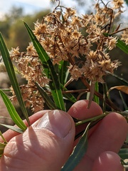 Baccharis salicifolia