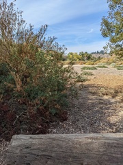 Baccharis salicifolia