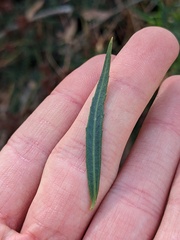 Baccharis salicifolia