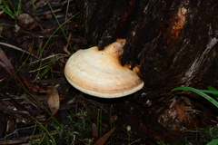 Laetiporus portentosus