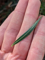 Baccharis salicifolia