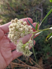 Baccharis salicifolia
