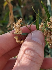 Baccharis salicifolia