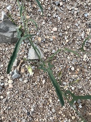 Convolvulus equitans