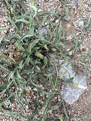 Convolvulus equitans