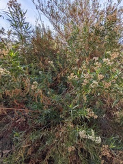 Baccharis salicifolia