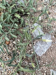 Convolvulus equitans