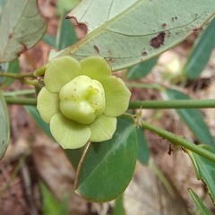 Phyllantheae