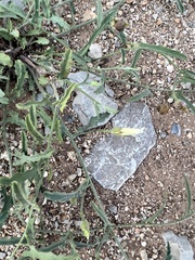 Convolvulus equitans