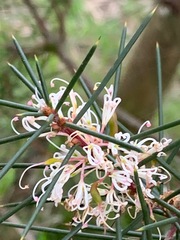 Hakea decurrens