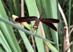 Neurothemis fluctuans