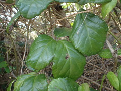 Cyphostemma flaviflorum