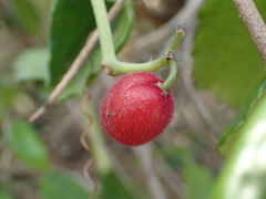 Cyphostemma flaviflorum