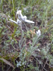 Leontopodium ochroleucum