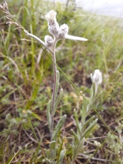 Leontopodium ochroleucum
