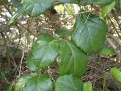 Cyphostemma flaviflorum