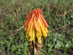 Kniphofia tysonii