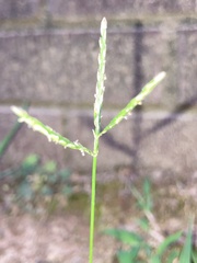 Digitaria ischaemum