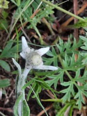 Leontopodium ochroleucum